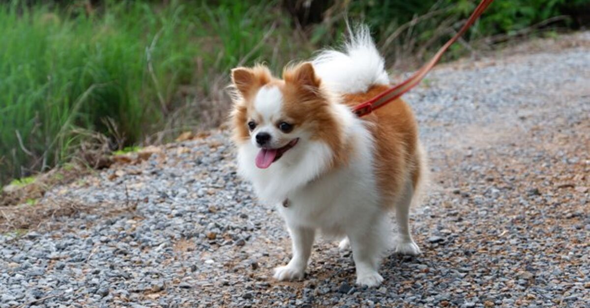 cavalier and chihuahua mix