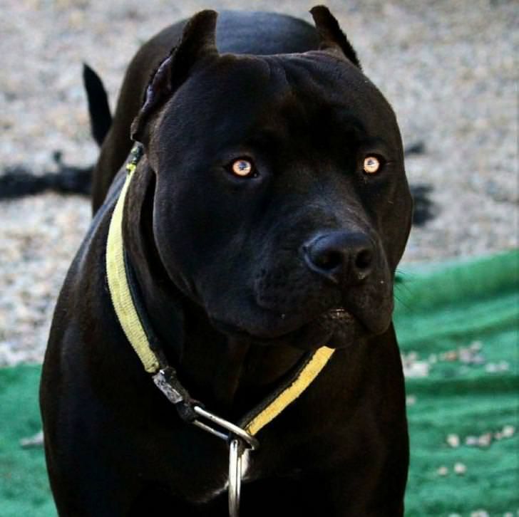 black pitbull dog price