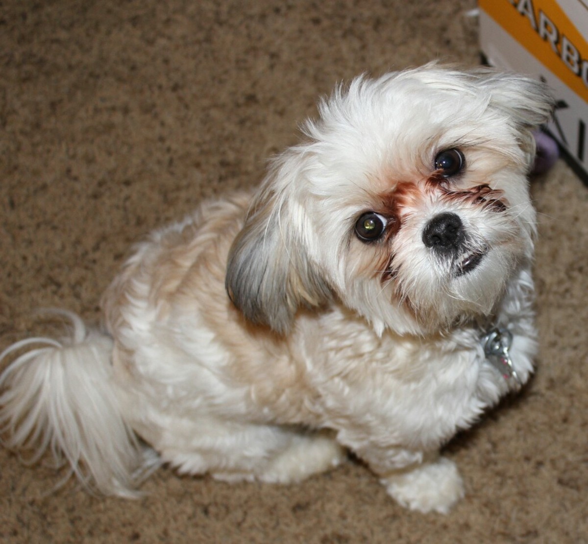 dogs shih tzu maltese