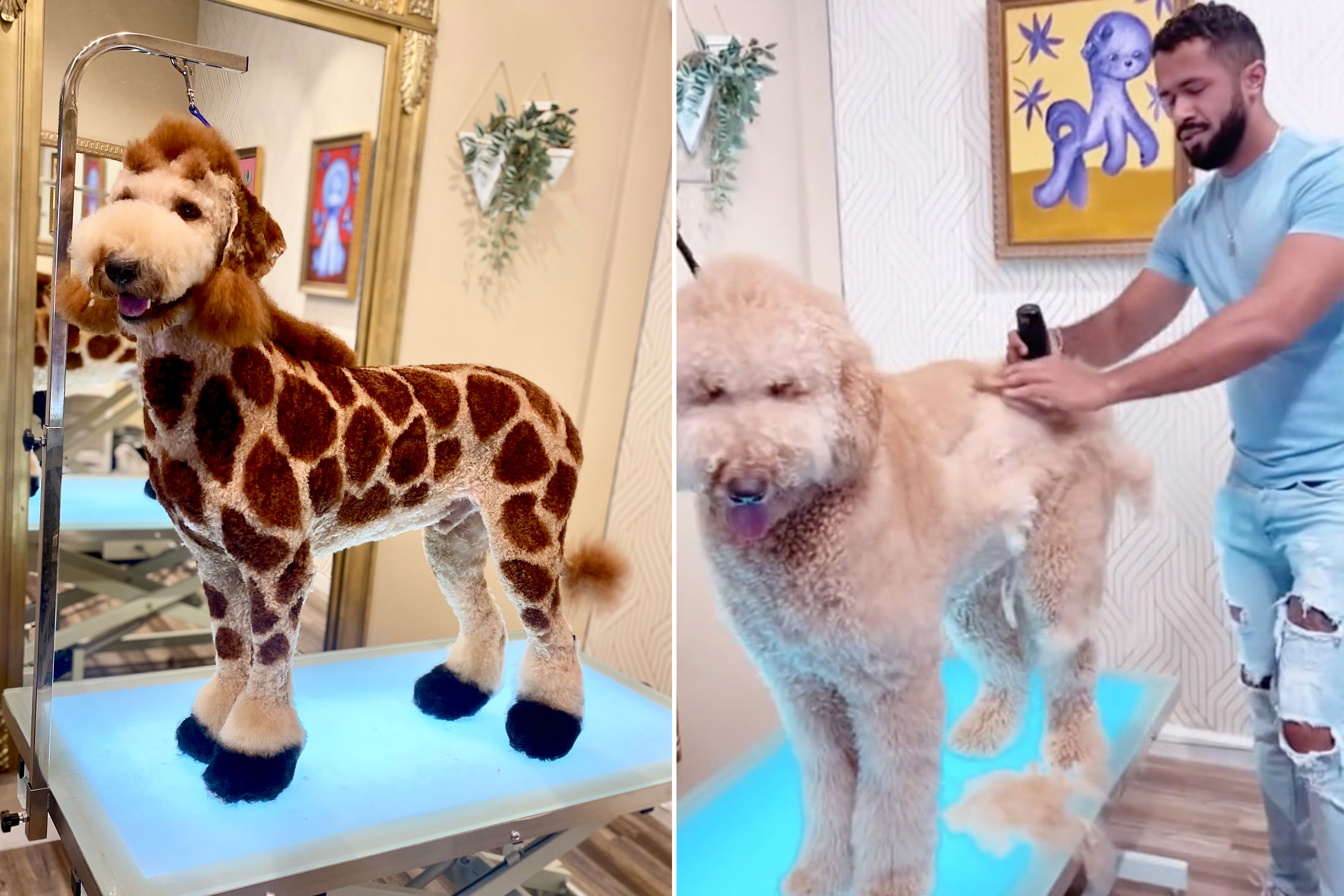 giraffe poodle