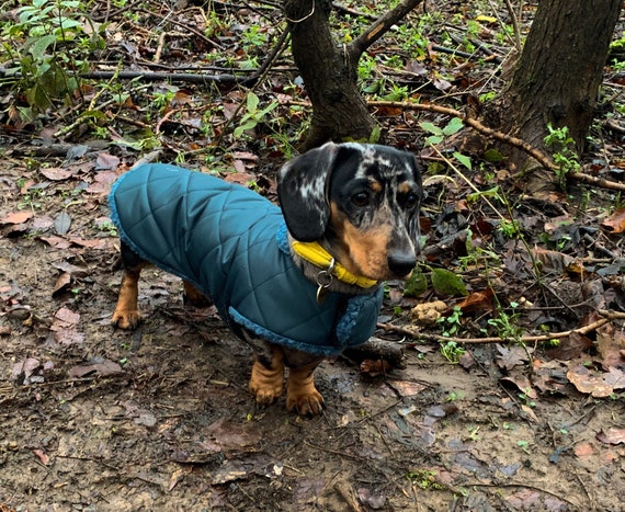 wiener dog coats