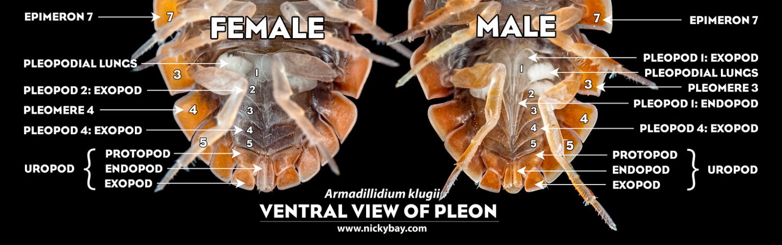 male vs female isopods