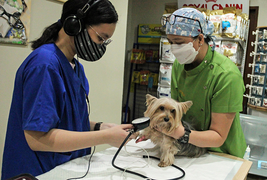 24 hours veterinary clinic in quezon city