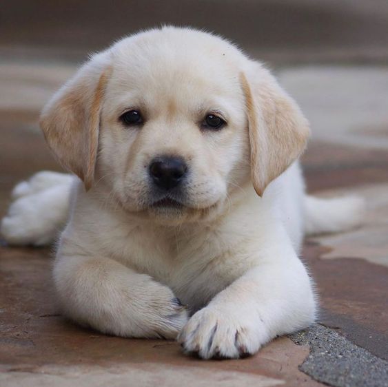 cute labrador puppies