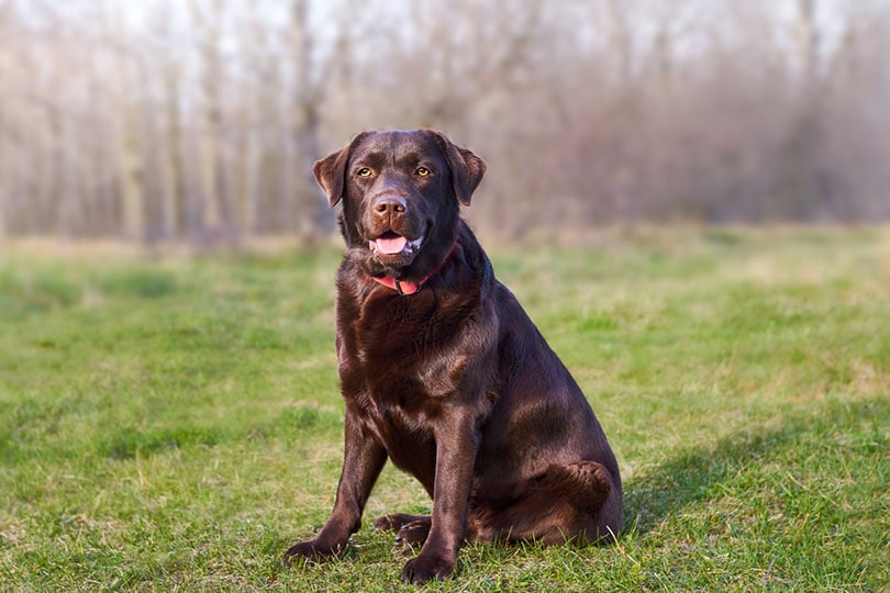 chocolate brown labrador retriever