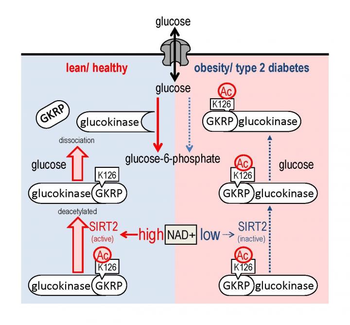 glucokinase