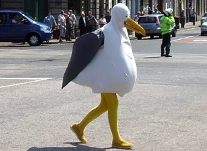 seagull fancy dress