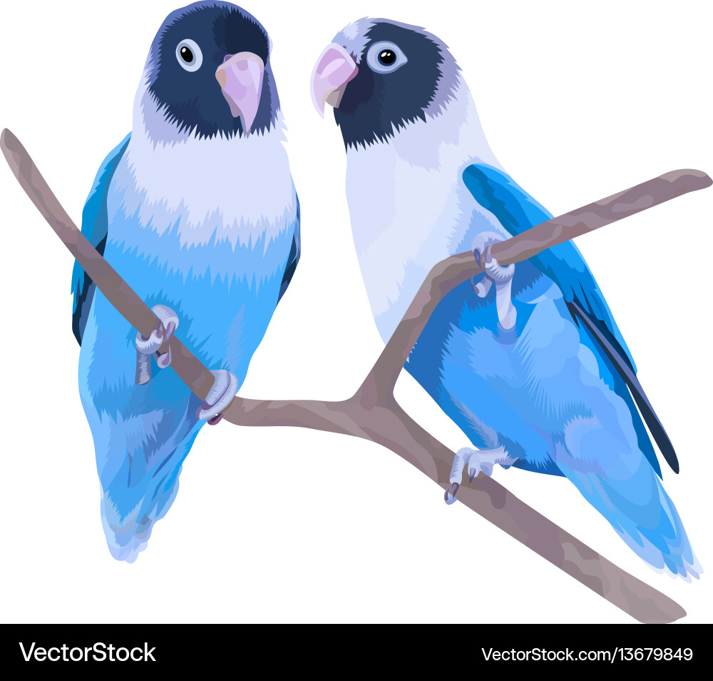 blue love birds images