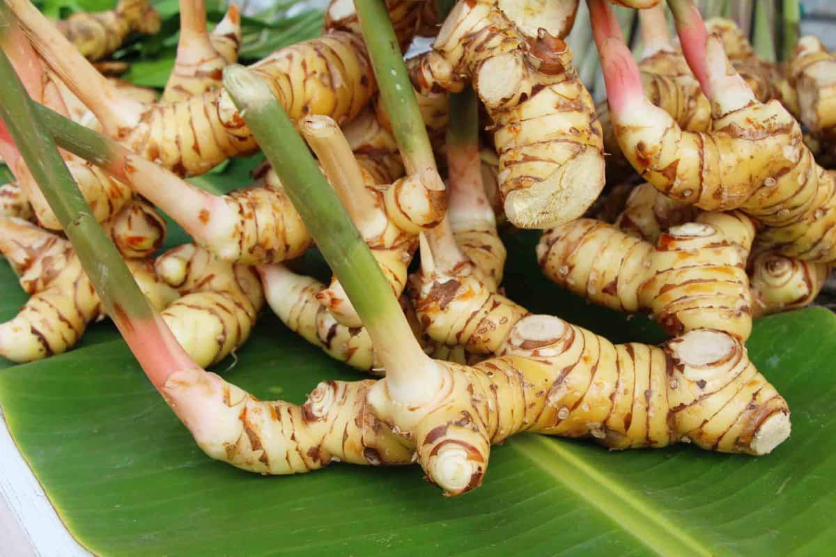 galangal woolworths