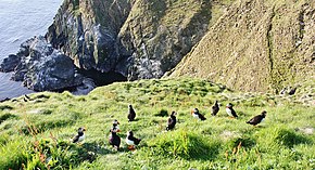 shetland wiki