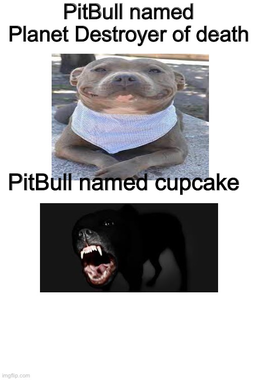 pitbull meme