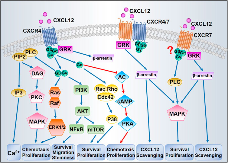 cxcr4