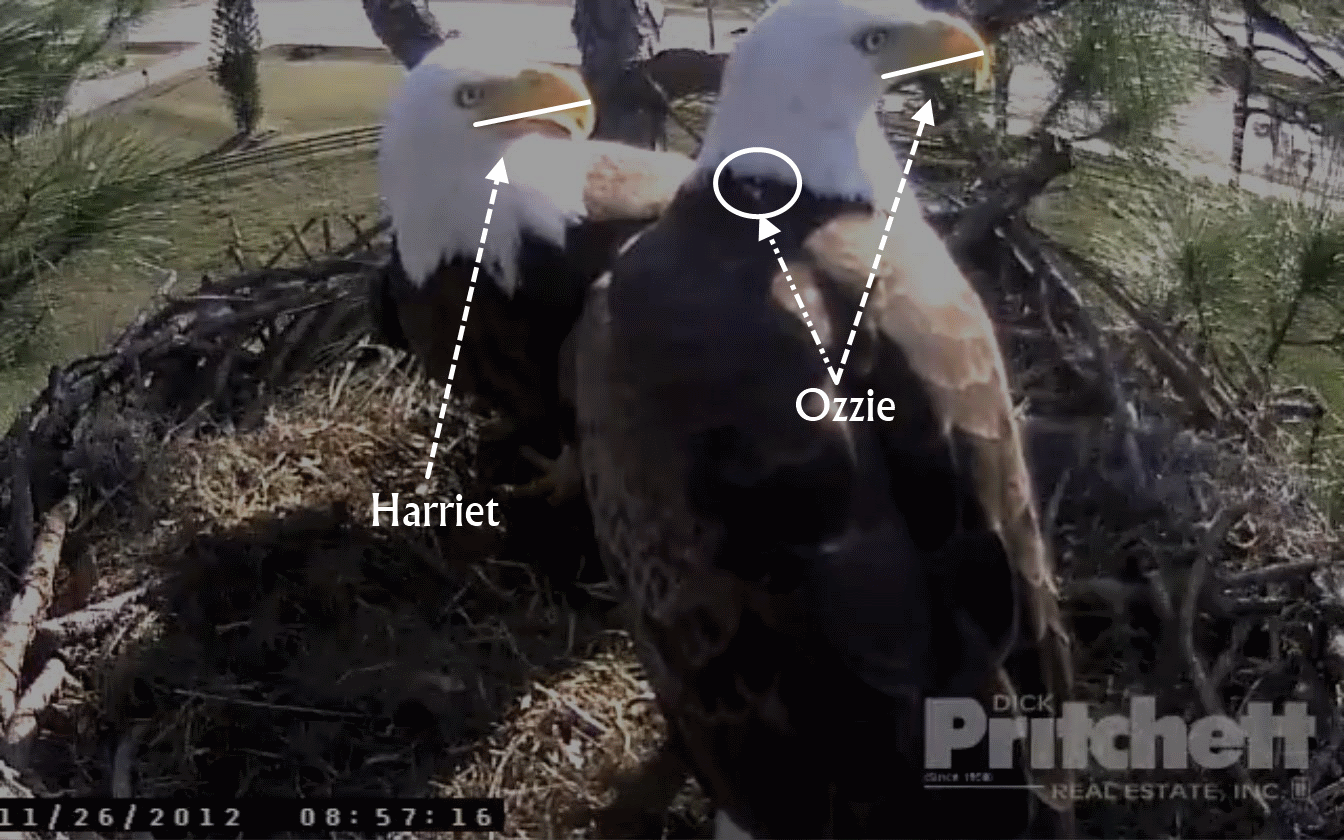 sw eagle cam live