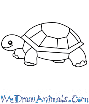 turtle drawing pictures