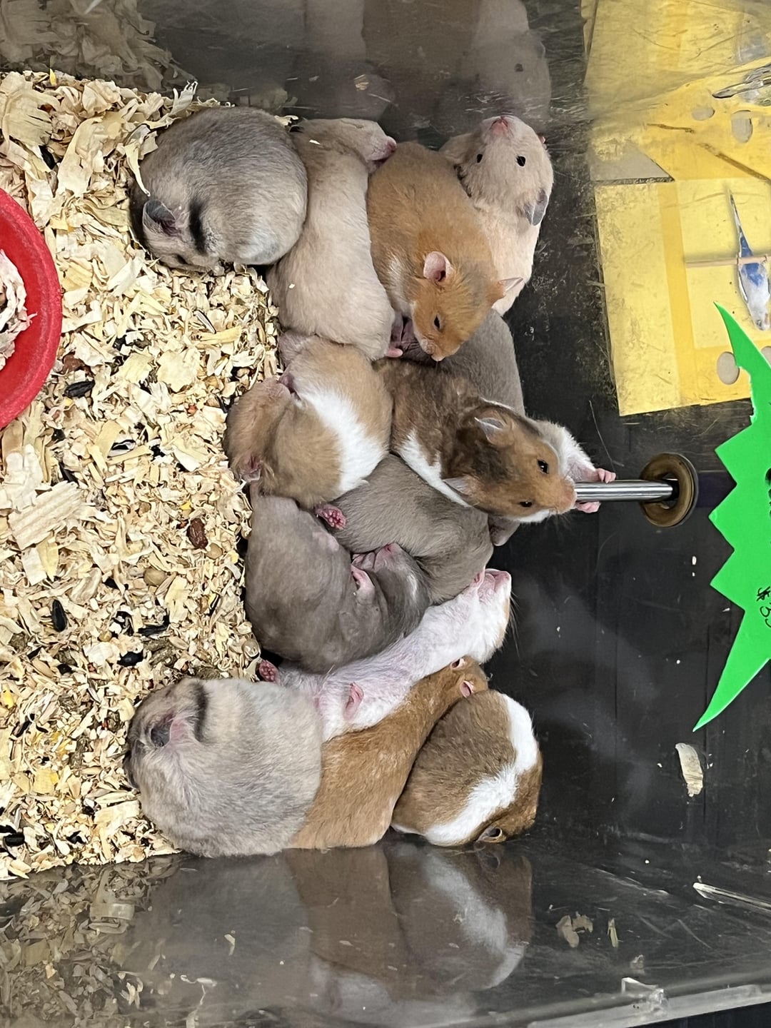 hamsters for sale