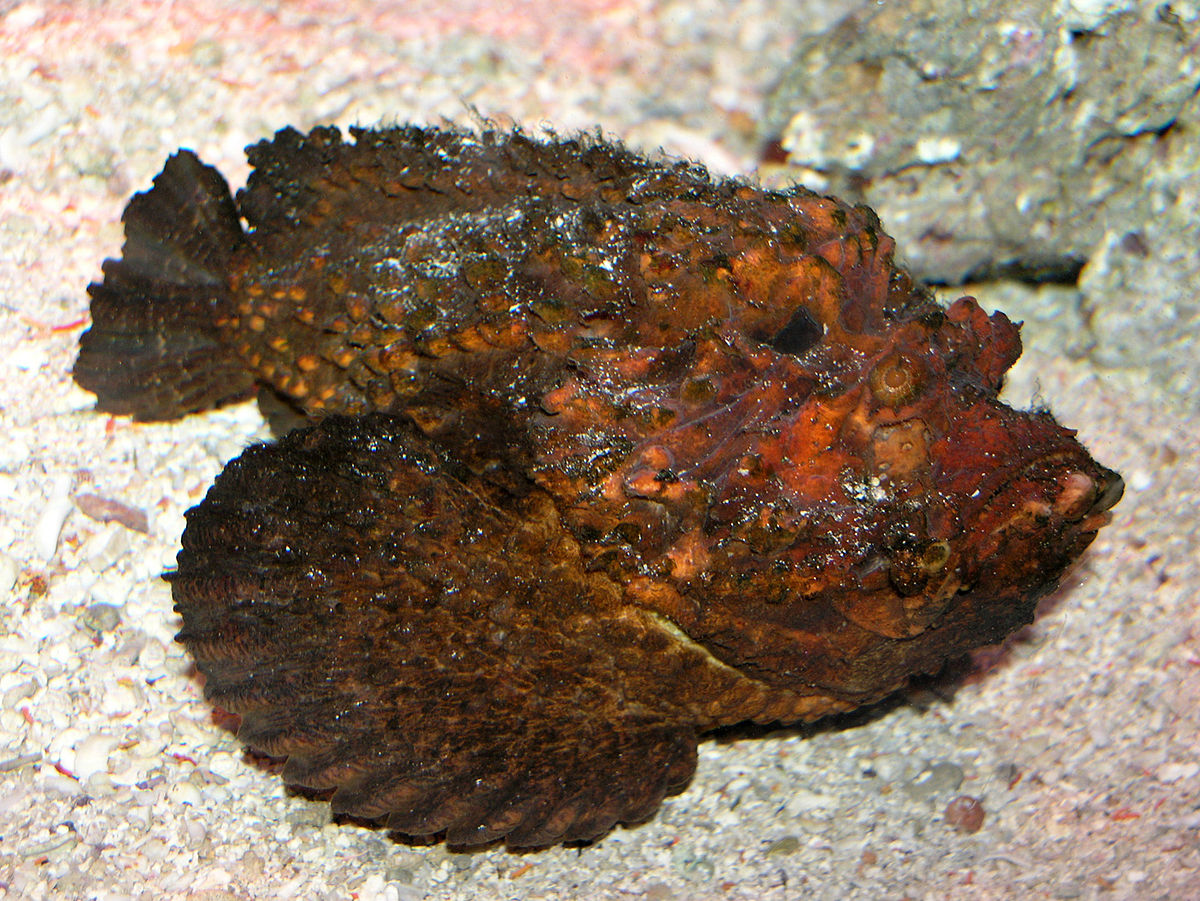 stonefish wiki