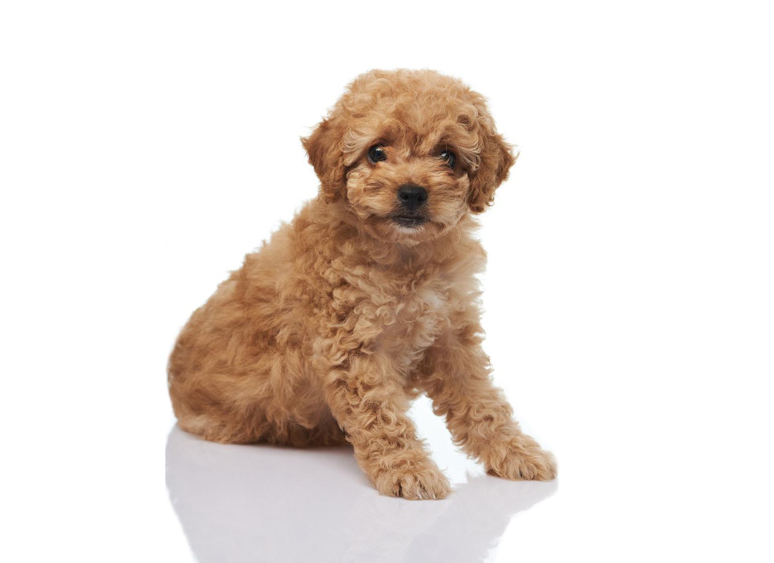 french poodle mini toy adulto