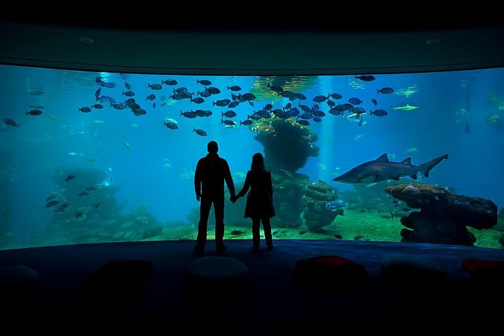 palma aquarium reviews