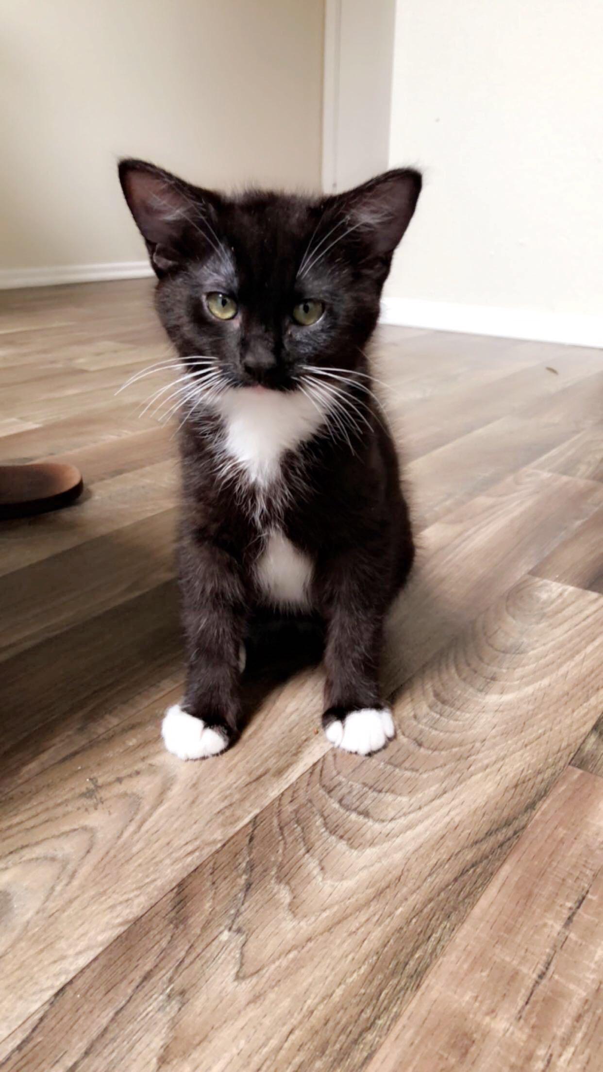 tuxedo cat kitten