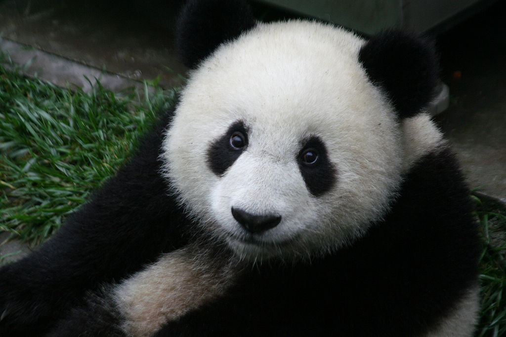 giant panda wiki