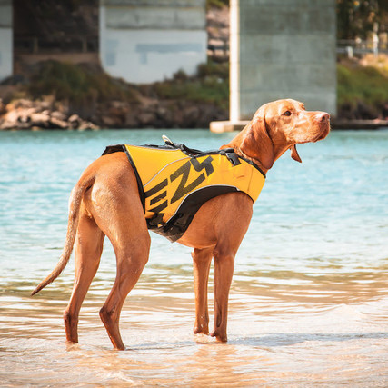 ezydog lifejacket