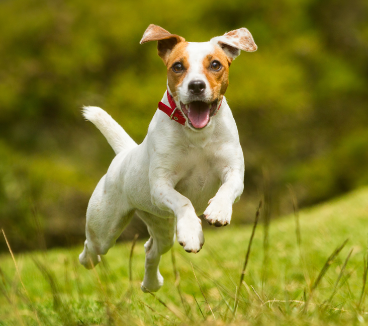 jack russell puppies for sale durham