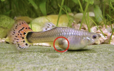 how to tell if guppy pregnant