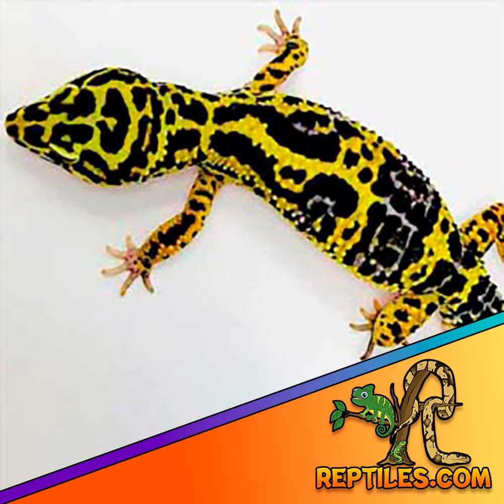 leopard gecko for sale