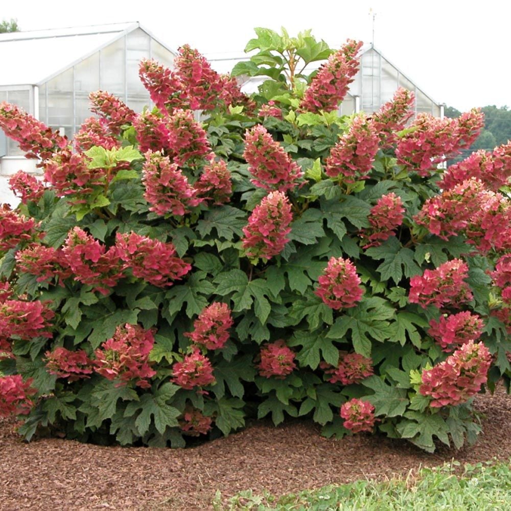 ruby slippers hydrangea for sale