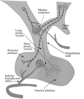 parvocellular neurons