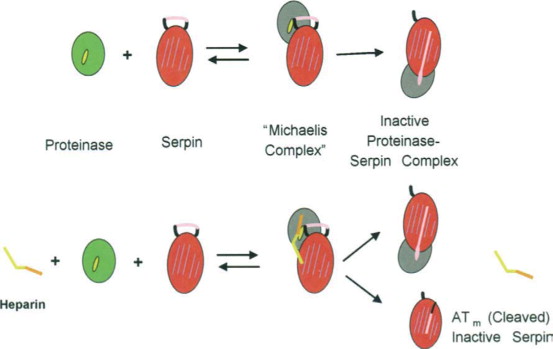 proteinases