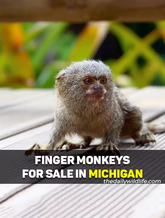 marmoset monkey for sale michigan