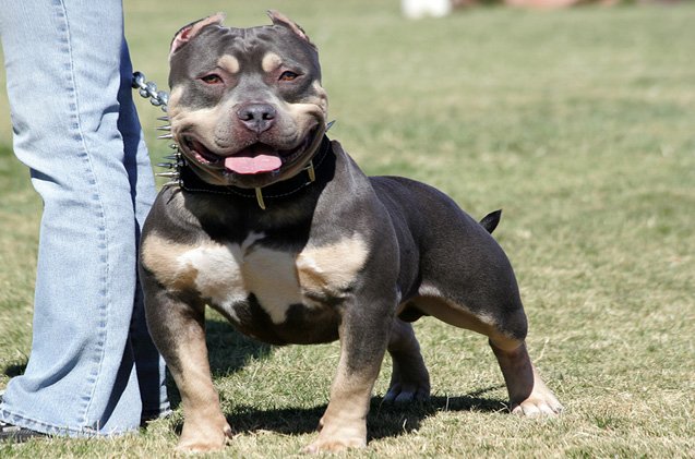 miniature pitbull breeds