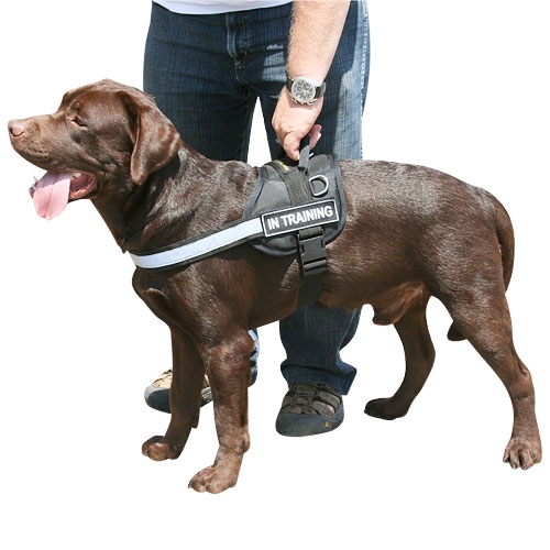 dog harness for labs