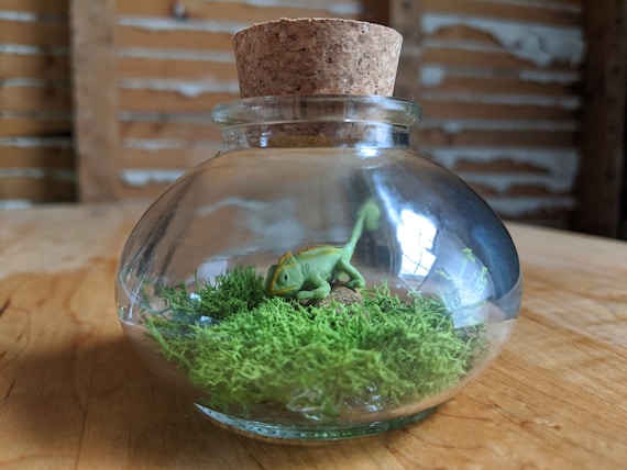 chameleon terrarium