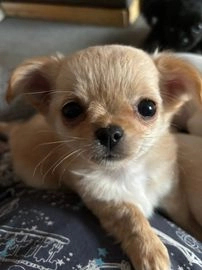 chihuahua for sale sheffield