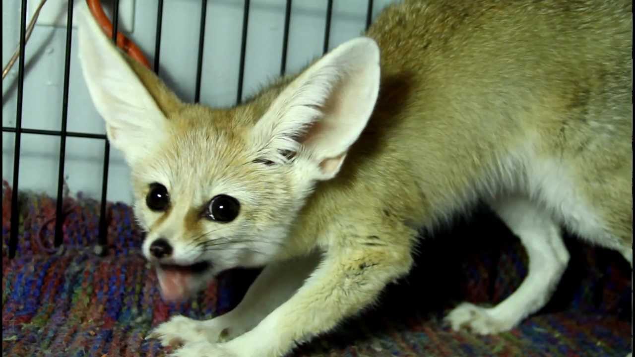 scout the fennec fox