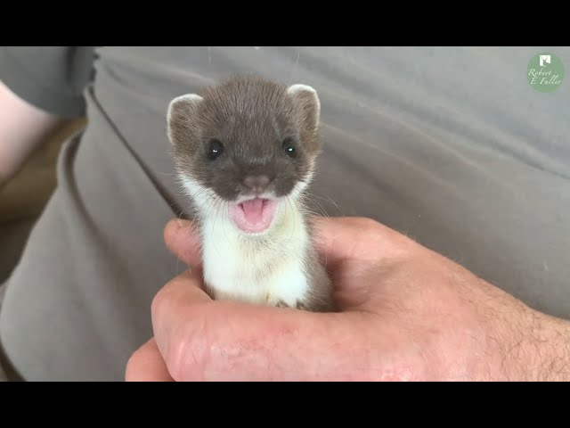 stoat animal pet