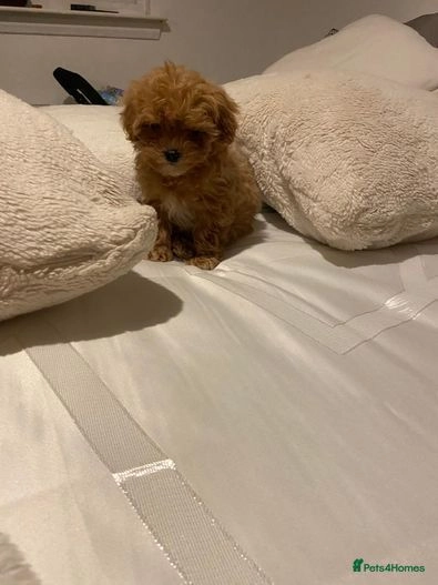 maltipoo puppies for sale glasgow