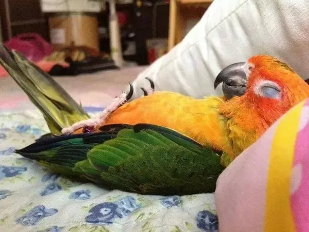 sun conure vs green cheek conure