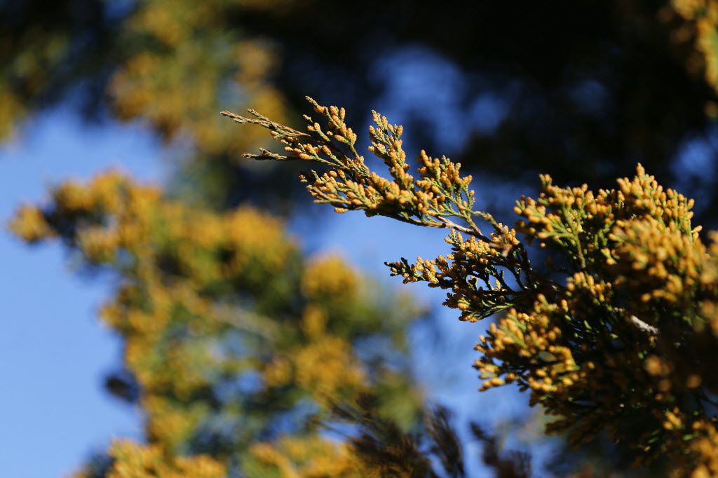 juniper pollen count dallas