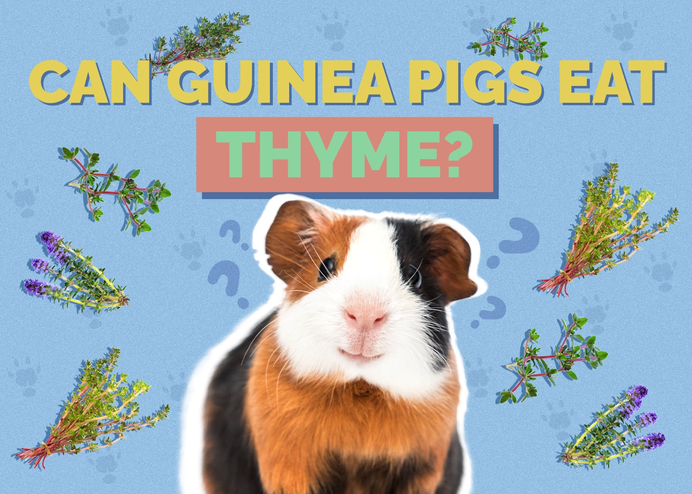 can guinea pigs eat thyme