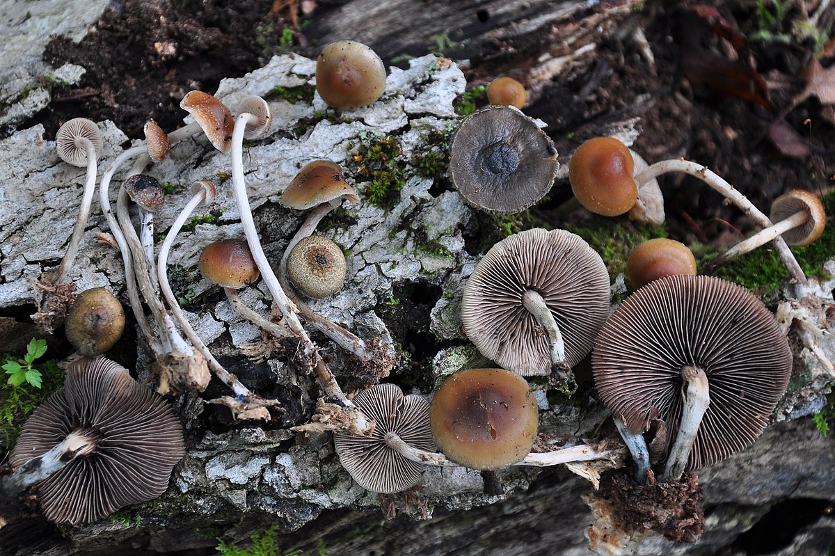 psilocybe caerulipes pictures