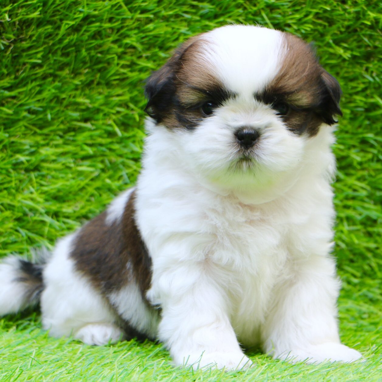 puppies shih tzu for sale