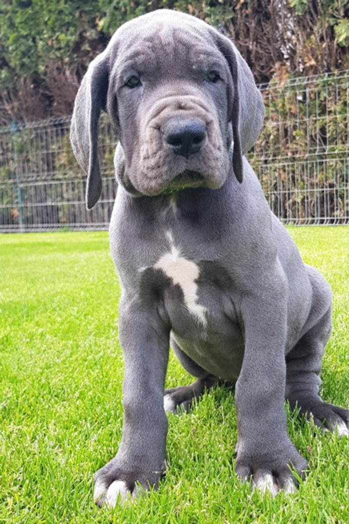 great dane puppies victoria