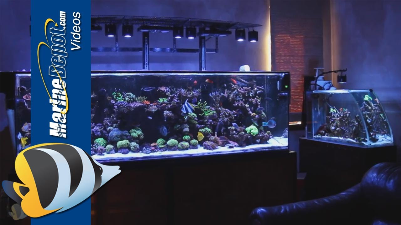 300 gallon reef tank