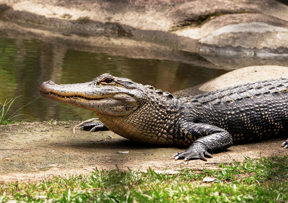 crocodile images hd