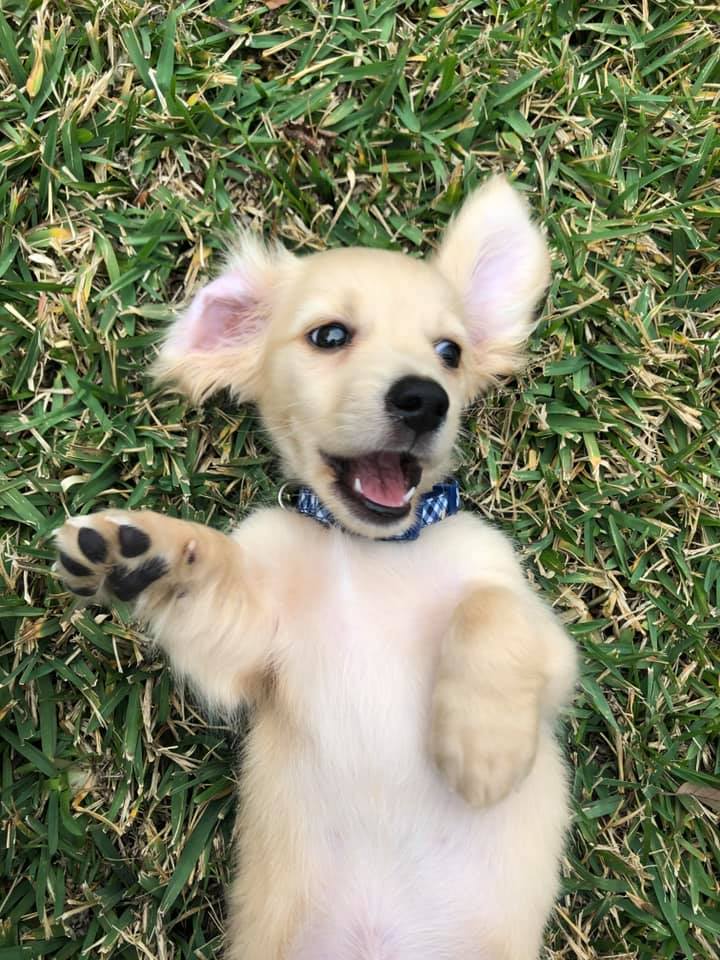 cream long haired dachshund puppies