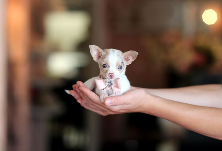 teacup chihuahua