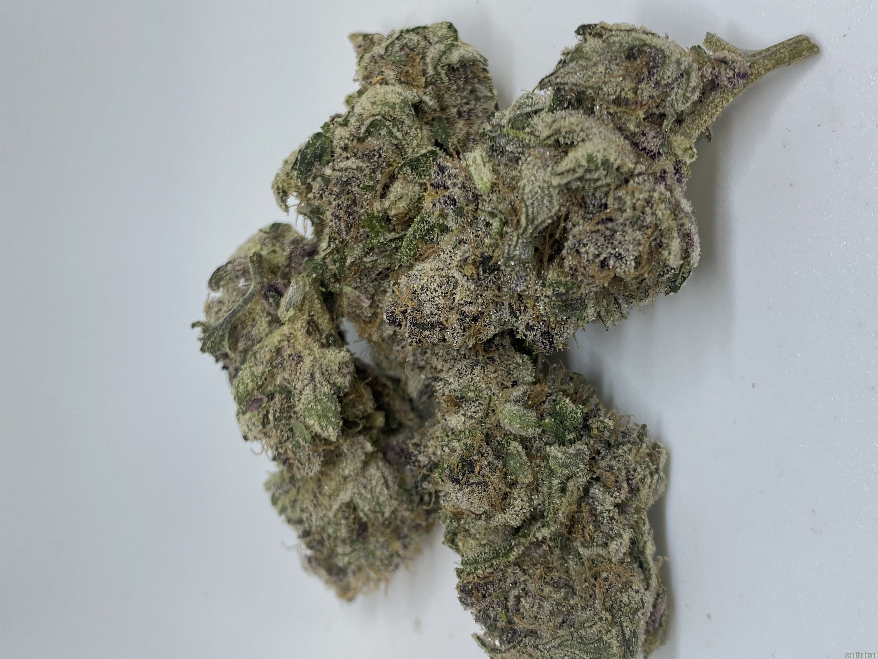 sour truffle strain